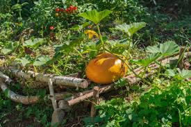 FB_IMG_1665641340987 PANIER