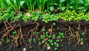 FB_IMG_1665644115687 PANIER