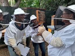 apiculture apiculture
